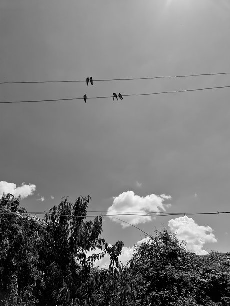 Shrek onlyfans nude leaked