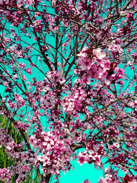 Maddawg onlyfans leakes