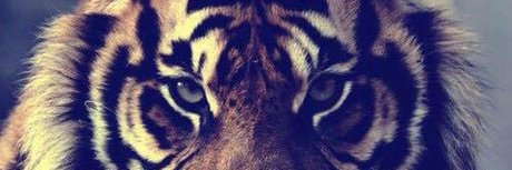 Tiger Papi_ onlyfans porn leak