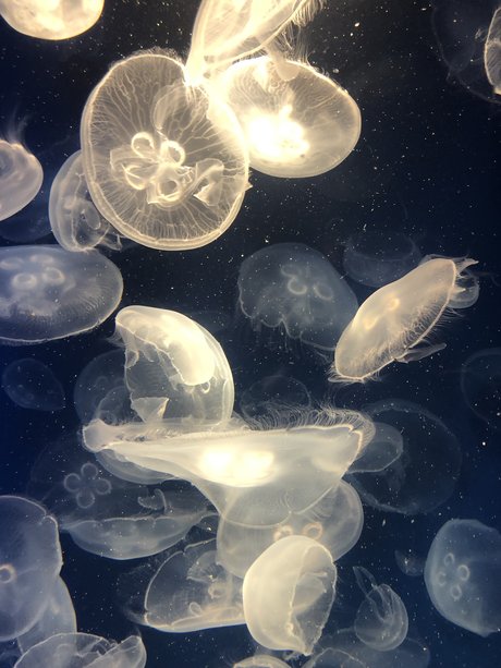 mihokodrive new onlyfans