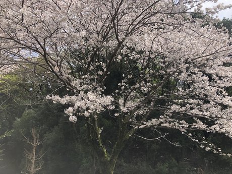 mihokodrive onlyfans leak ass