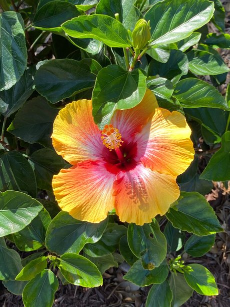 lil belle hot onlyfans