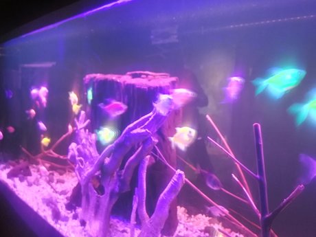 wala creative leaked only fans porn