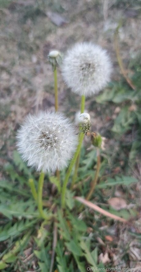 Snugglepunk onlyfans leaked sex