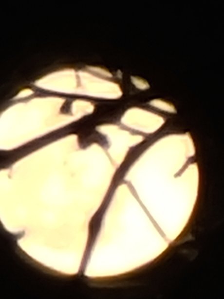 YourPalAl onlyfans leaked tits