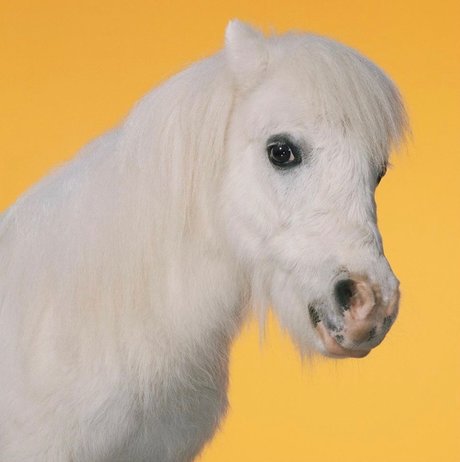 _U N I C O R N_ onlyfans model photos