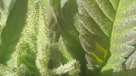 Meandmygirls free only fans