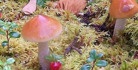 aurora jade only fans pictures