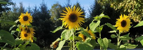 River Gray sex onlyfans