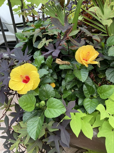 Mindy Hansley only fans leak nude