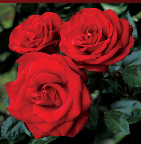 Rose Mystik desnuda onlyfans