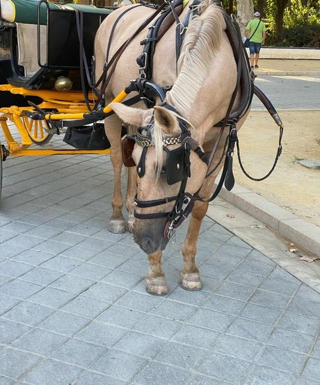 bbc cuckold onlyfans free sexy slide