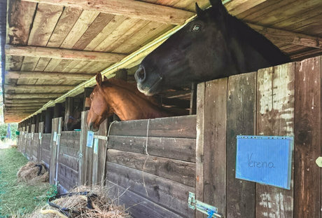 truestellablue Profile pic