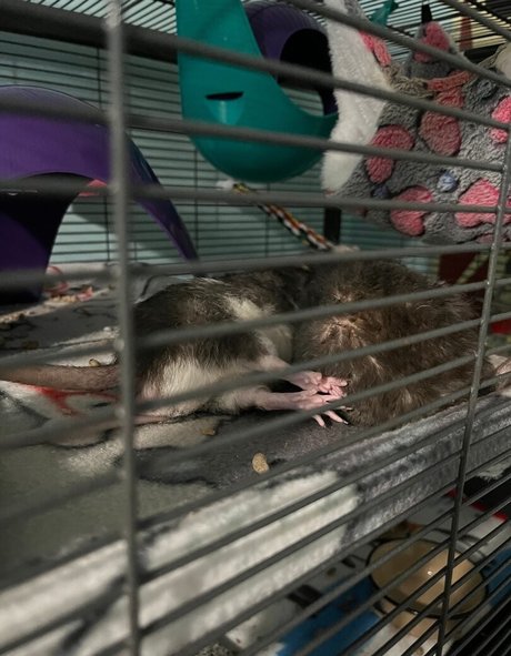 Kyoharu onlyfans leaks nude