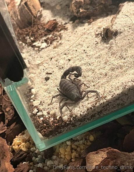 sco000oby girl boobs onlyfans