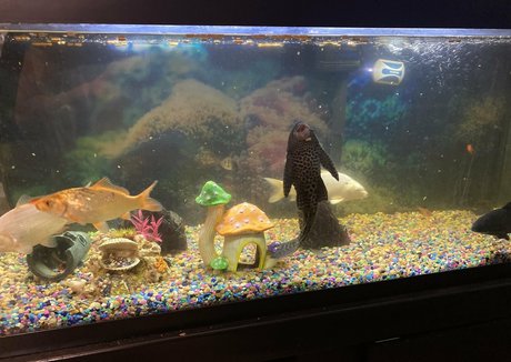 adamandlena onlyfans free