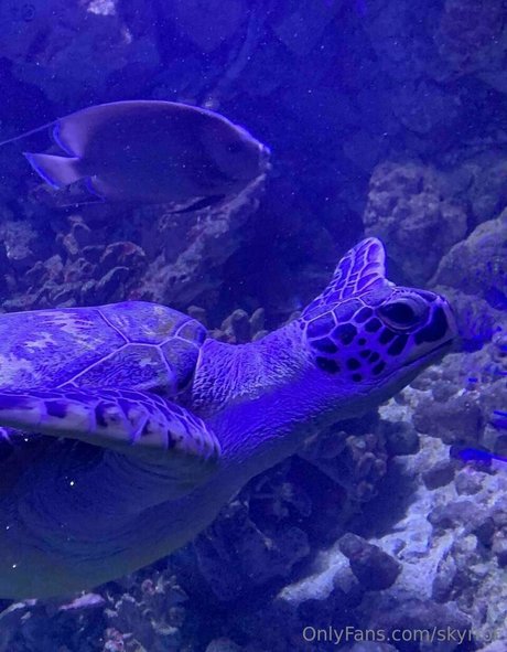 skyrror onlyfans page