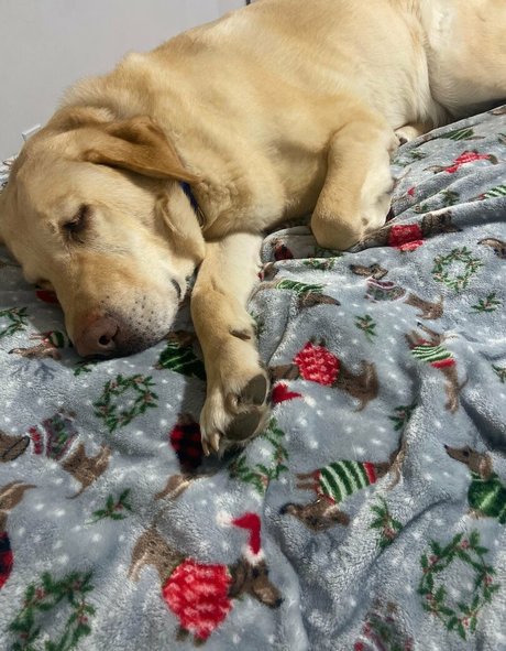 lilrosiedoll onlyfans porn