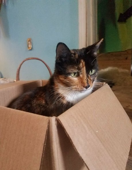 katcalico leak onlyfans