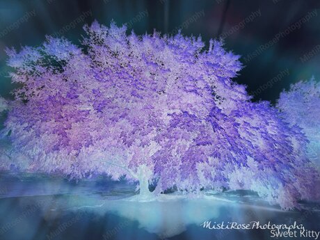 Sweetkitty777 onlyfans mega