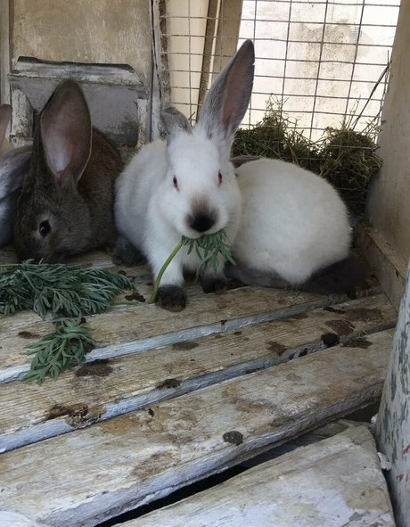 mirniy onlyfans sex leaks