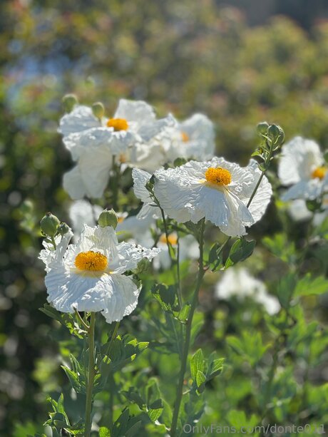 Donte011 tits onlyfans