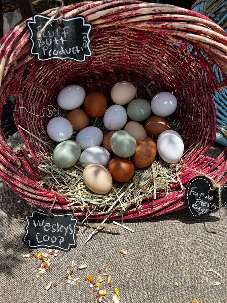 Chickenlady Eggs nudes onlyfans