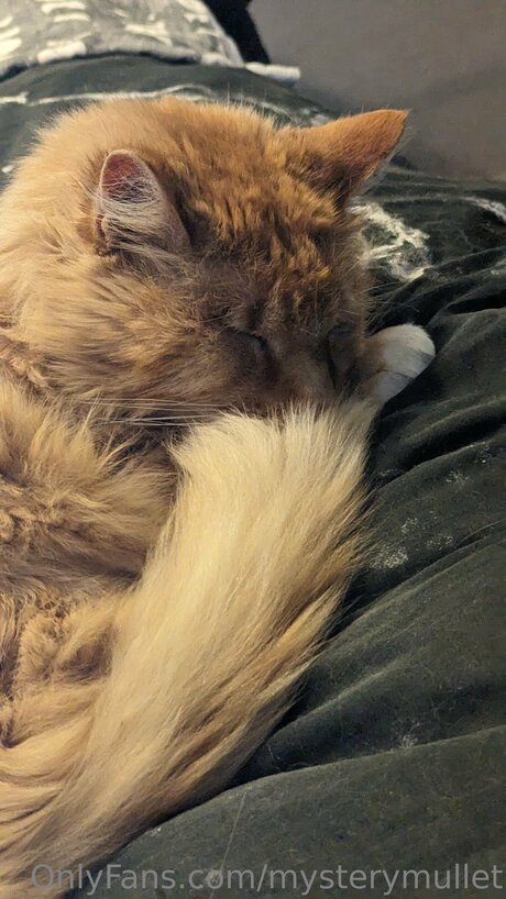 Mysterymullet onlyfans leaked pictures