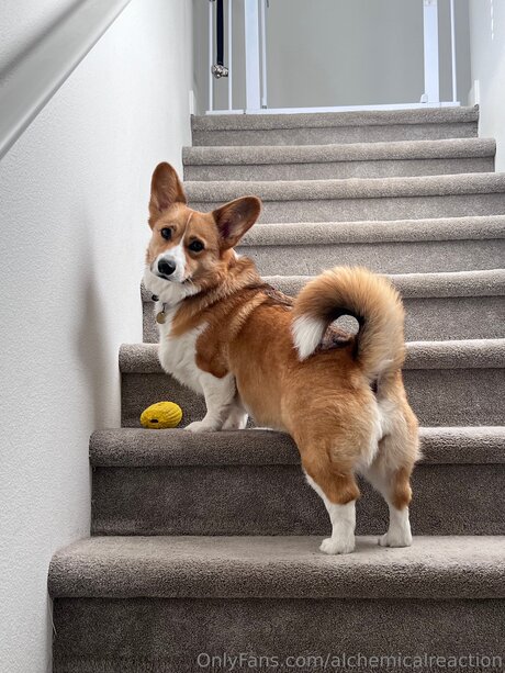 Alchemicalreaction only fans naked