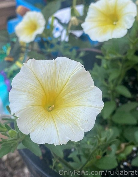 rukiabrat leaked onlyfans