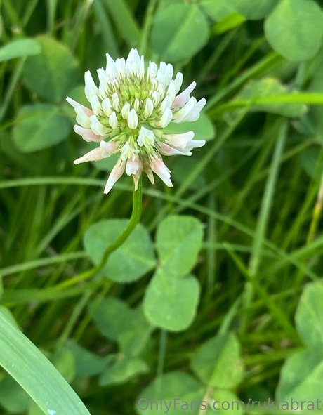 rukiabrat onlyfans leaks sex