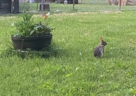 rukiabrat Profile pic