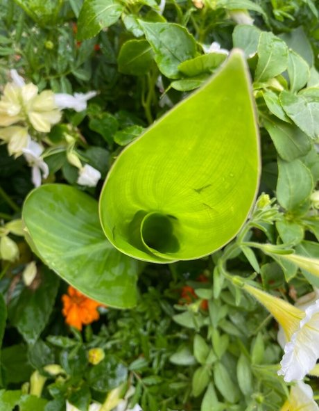 rukiabrat only fans.