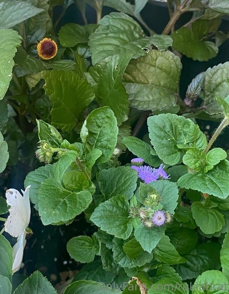 rukiabrat only fans xxx