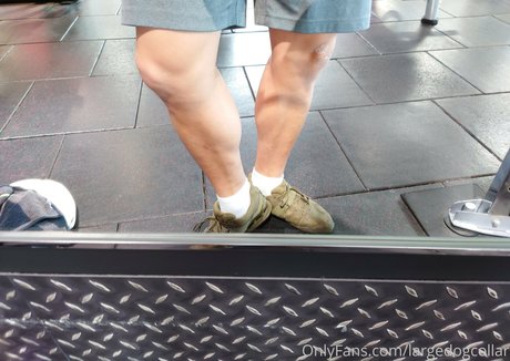 largedogcollar onlyfans leak