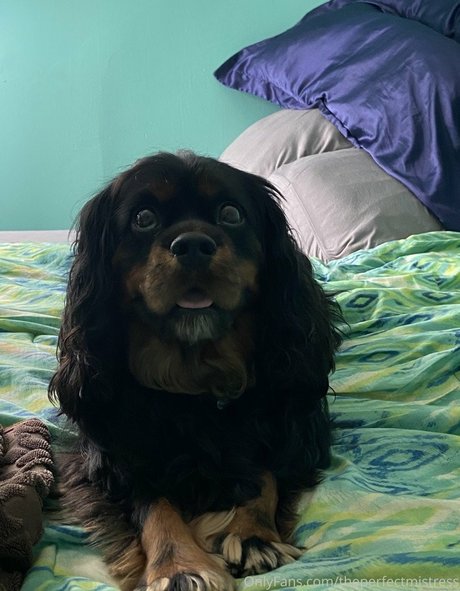 Perfect Mistress onlyfans archives