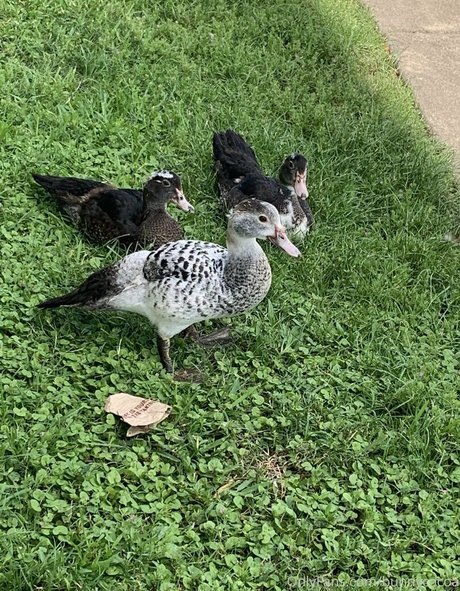 bunnycocoa only fans leaks