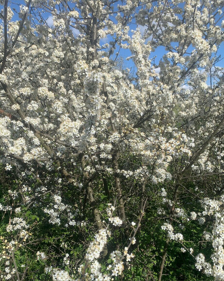 Ace Houndd onlyfans nude pics