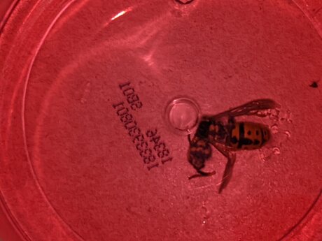 Terragrams onlyfans leaked nude