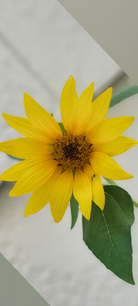 The dragons wolf leaked nudes onlyfans