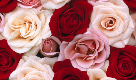 Foxy Red Rose nude leaked onlyfans