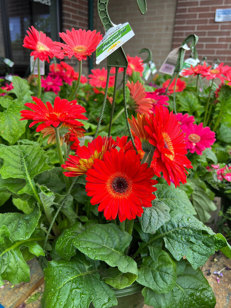 Olivi r Ans lm onlyfans porn nude