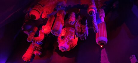 Nala Kinks leak only fans