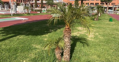 coco lls joi onlyfans