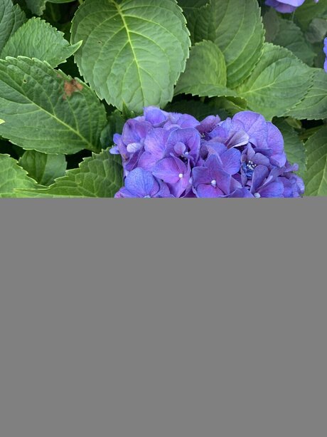 Mollusc naked onlyfans