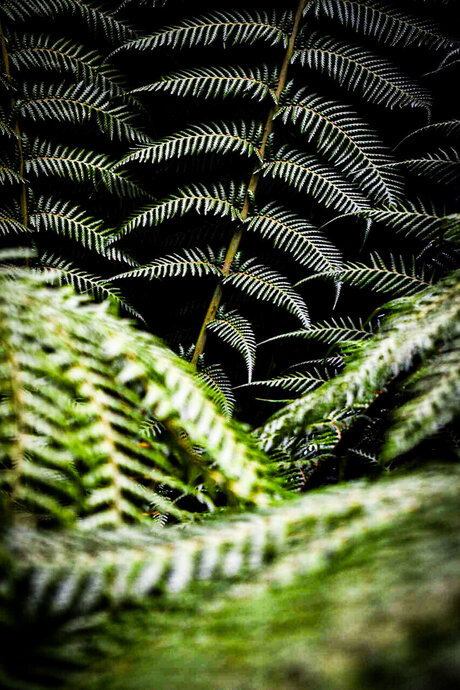 TempestShadowz only fans.