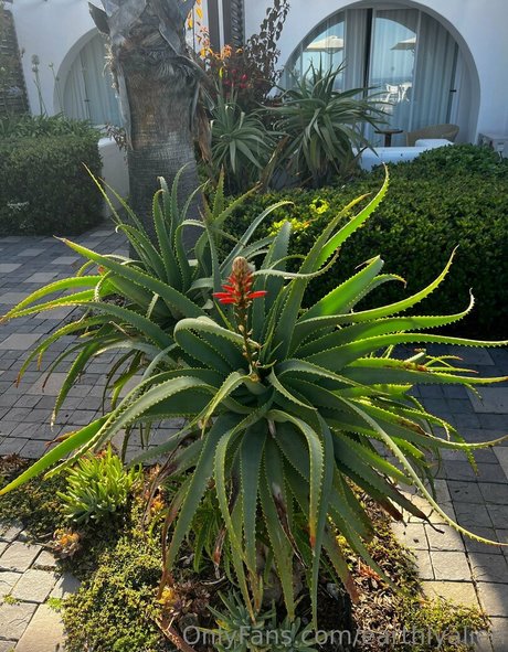 earthlyalien Profile pic