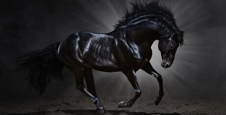 Beau Bliss onlyfans for free