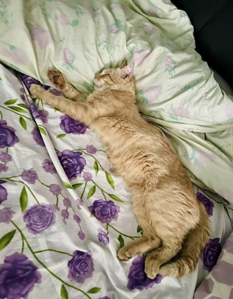 Suzanna De Rose pics onlyfans