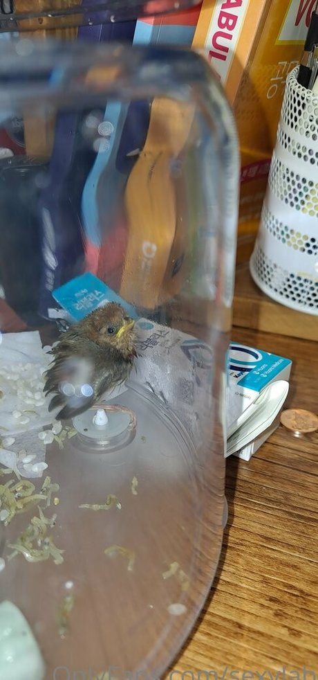 sexylab leaked onlyfans xxx